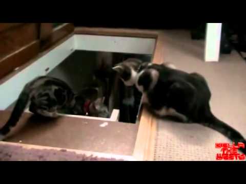 猫「おい、押すなよ？絶対だぞ？絶対に押すなよ！」 - YouTube
