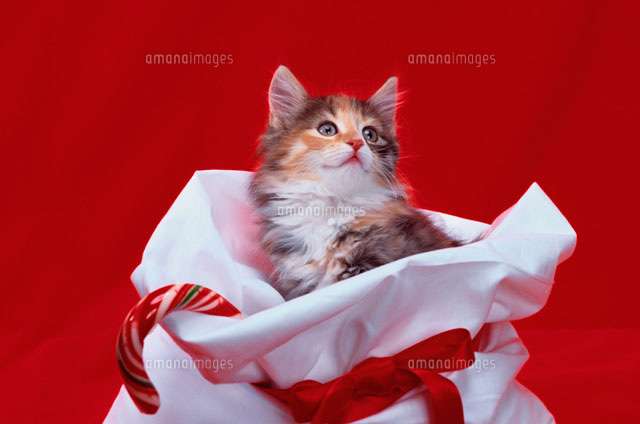 何でもない日にプレゼント。貰ったり渡したことある方！