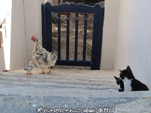 【画像】異種同士仲良しな動物画像❤️