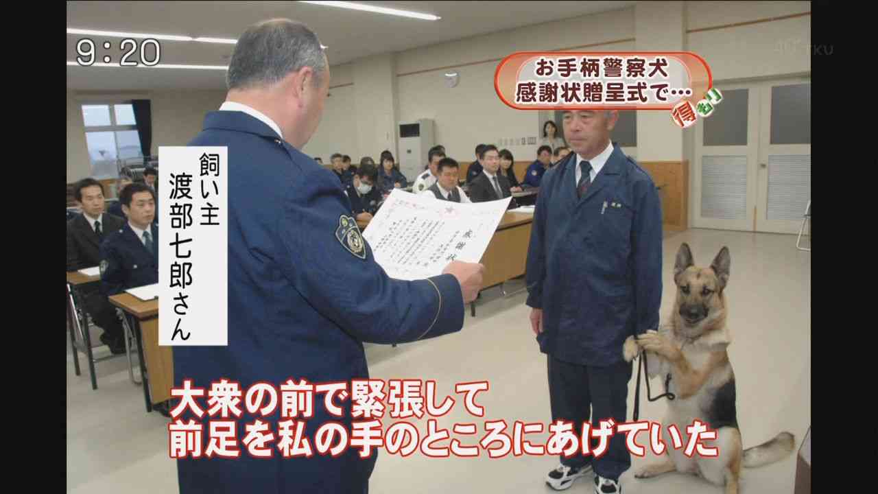 【画像】異種同士仲良しな動物画像❤️
