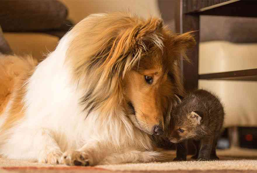 事故で親を失った子ギツネの親代わりをするコリー犬