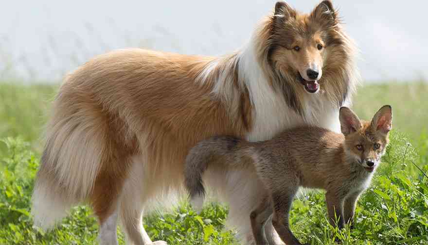 事故で親を失った子ギツネの親代わりをするコリー犬