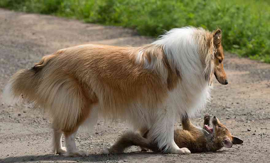 事故で親を失った子ギツネの親代わりをするコリー犬