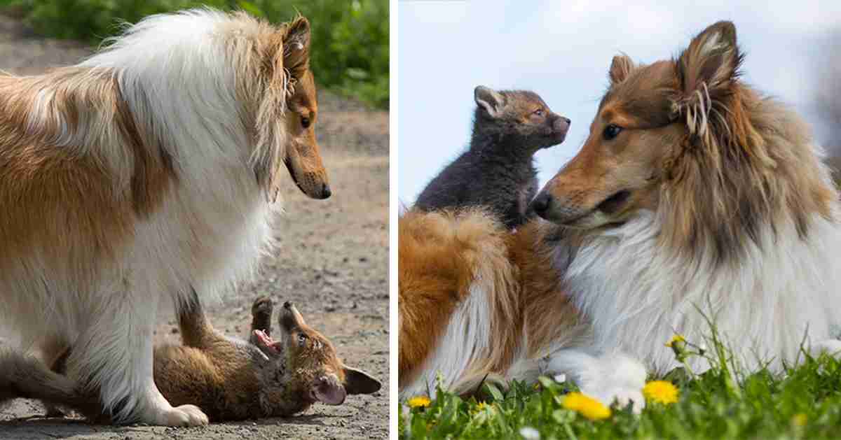 Dog Adopts A Baby Fox After His Mom Died In A Car Accident | Bored Panda