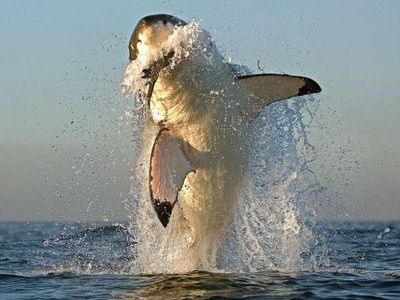 地獄のテーマパーク!超巨大ホオジロウザメがボートを襲撃、噛みつきまくる!【動画】