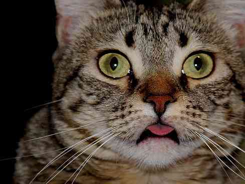 猫舌の人とそうじゃ無い人の違いが判明!意識すれば猫舌はすぐ直せそう!?