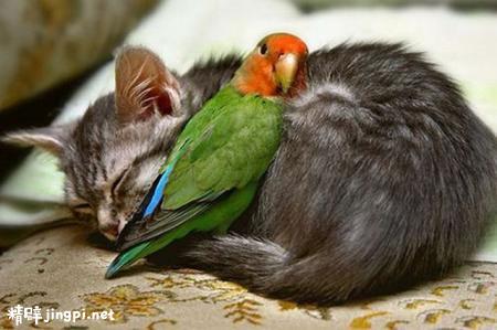【画像】異種同士仲良しな動物画像❤️