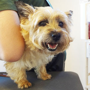 あなたの愛犬の犬種は何ですか?なぜその犬種にしましたか?