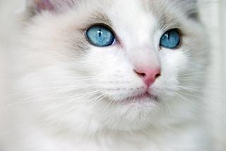 猫の扱い方教えて下さい！