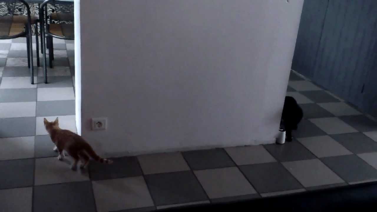 Cat Game fail ! (Original) - YouTube