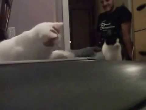猫　ルームランナー - YouTube