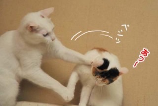 親と喧嘩っていつまで？