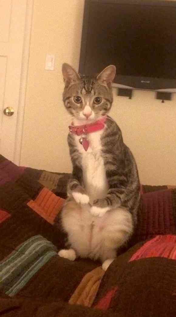 前脚は不自由だけど、二足立ちが上手になったよ。カンガルーみたいな猫、カンガさんの成長記録