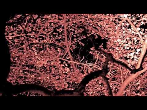 月の光　ドビュッシー - YouTube