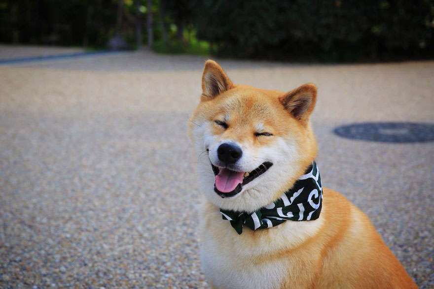 【画像】笑顔の柴犬「まるさん」が可愛い