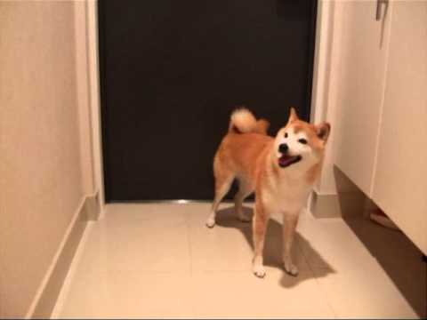 柴犬　シバタ　VS　カミナリ