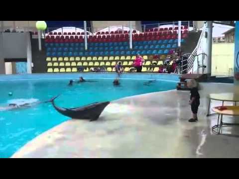 Dolphin playing with kid! - YouTube