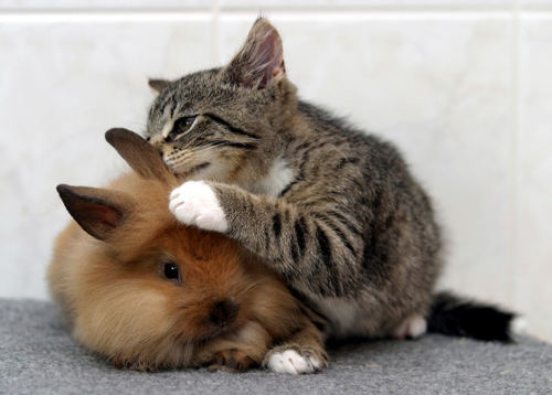 【画像】異種同士仲良しな動物画像❤️
