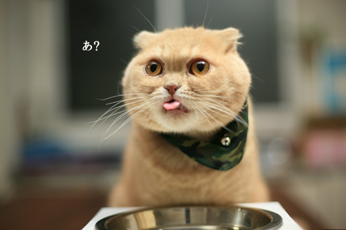 猫舌の人とそうじゃ無い人の違いが判明!意識すれば猫舌はすぐ直せそう!?