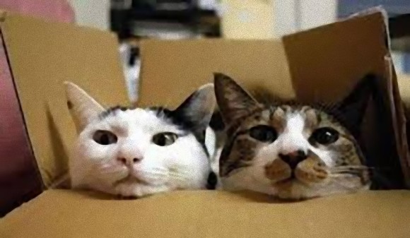 実際のところ猫は飼い主のことをどのように思っているのだろうか？「大きな猫、でも敵じゃない」。と思っているらしい。（英研究） - エキサイトニュース