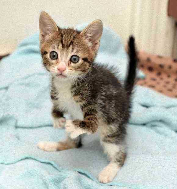 前脚は不自由だけど、二足立ちが上手になったよ。カンガルーみたいな猫、カンガさんの成長記録