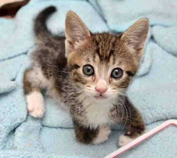 前脚は不自由だけど、二足立ちが上手になったよ。カンガルーみたいな猫、カンガさんの成長記録