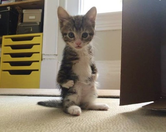 前脚は不自由だけど、二足立ちが上手になったよ。カンガルーみたいな猫、カンガさんの成長記録