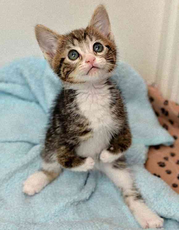 前脚は不自由だけど、二足立ちが上手になったよ。カンガルーみたいな猫、カンガさんの成長記録
