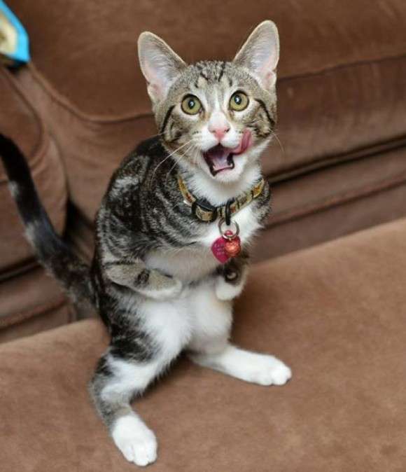 前脚は不自由だけど、二足立ちが上手になったよ。カンガルーみたいな猫、カンガさんの成長記録