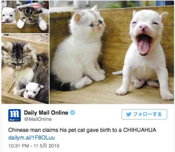 【信じる？】ネコからイヌが産まれた!?「どう見ても1匹だけチワワ」と飼い主も困惑