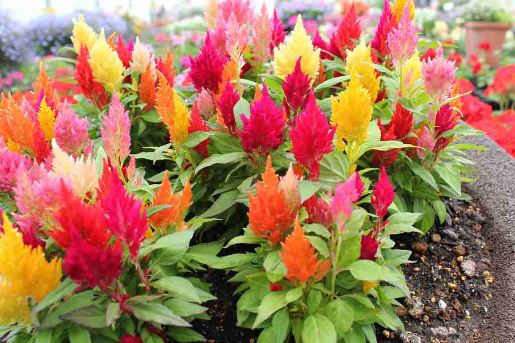 お家でお花育ててる方、何の花を育ててますか?