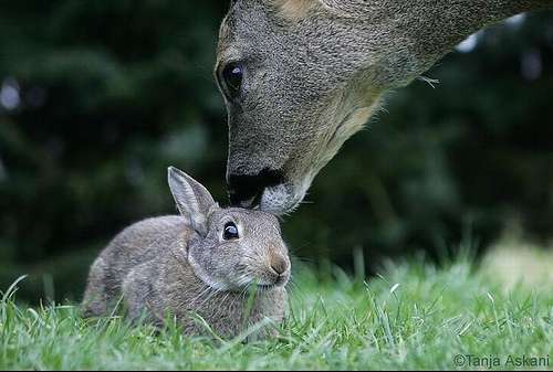 【画像】異種同士仲良しな動物画像❤️
