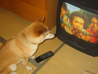 感傷にひたるトピ