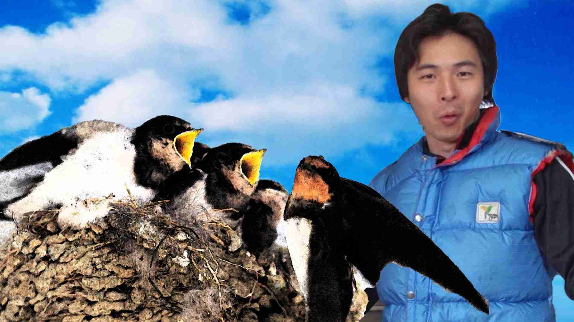 高級食材つばめ巣が不味すぎる｜Don't know why but Bird's Nest soup taste terrible - YouTube