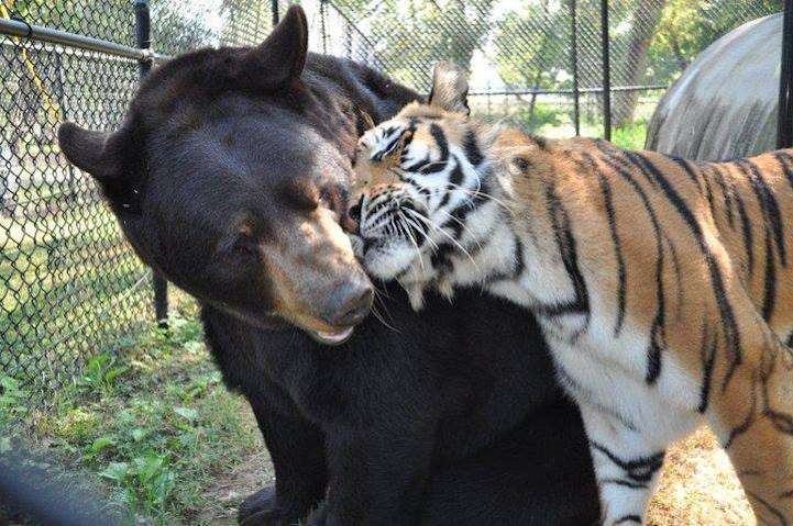 【画像】異種同士仲良しな動物画像❤️
