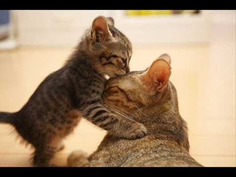 Tokyo Ska Paradise Orchestra - Kimi To Boku - YouTube