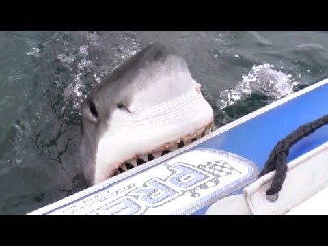 Great White Shark Attacks Inflatable Boat! (Exclusive Video) - YouTube
