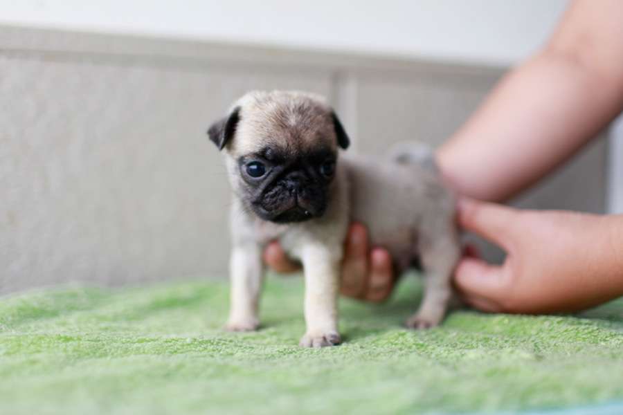 あなたの愛犬の犬種は何ですか？なぜその犬種にしましたか？