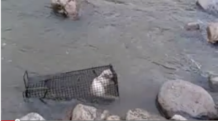 「猫を川に沈めにいく」動画をニコニコ生中継「虐待絶対許せない」と批判殺到