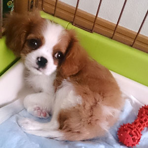 あなたの愛犬の犬種は何ですか?なぜその犬種にしましたか?
