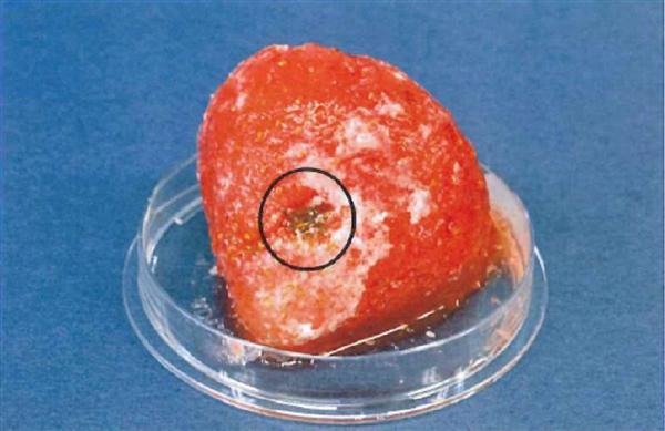 38万個販売・中国製アイスからカビ　「異物混入」理由に回収　大阪の食品会社