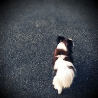 動物好きは知っておくべき「パピーミル」のこと - NAVER まとめ