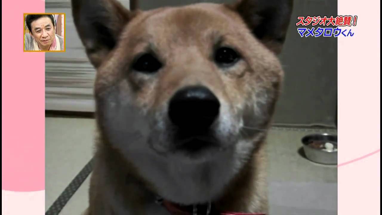 絶賛！マメタロウくん（柴犬 - YouTube
