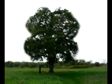 主よ人の望みの喜びよ - YouTube