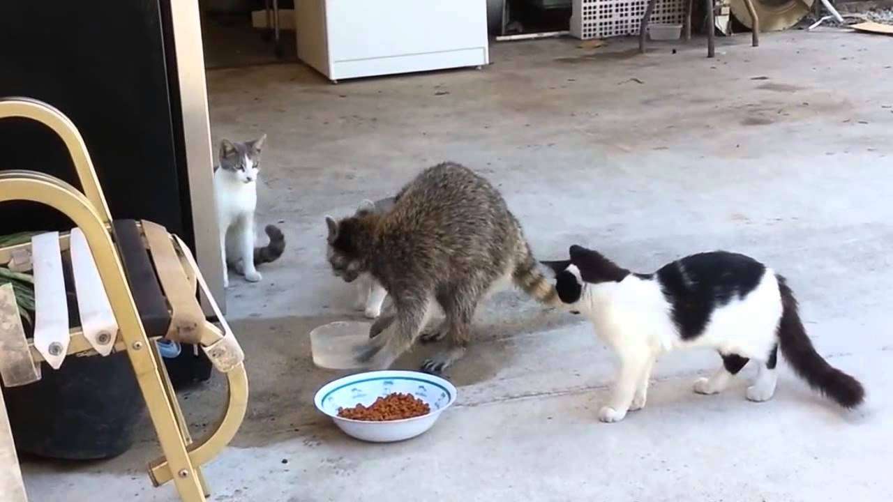 猫のエサを盗む、図々しいアライグマくん 逃げ方がかわいい。 Raccoon steals cat food. - YouTube
