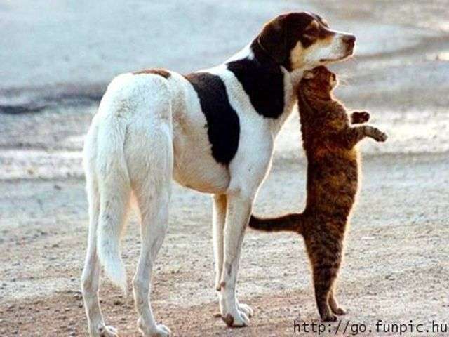 【画像】異種同士仲良しな動物画像❤️