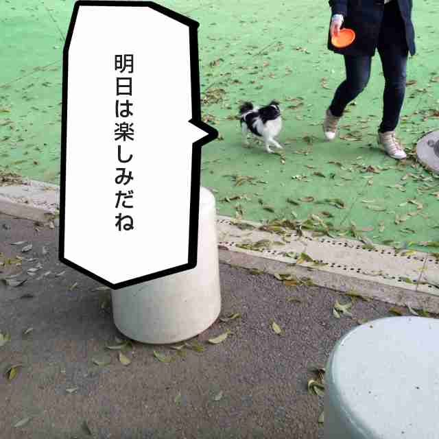 明日の楽しみは何ですか？
