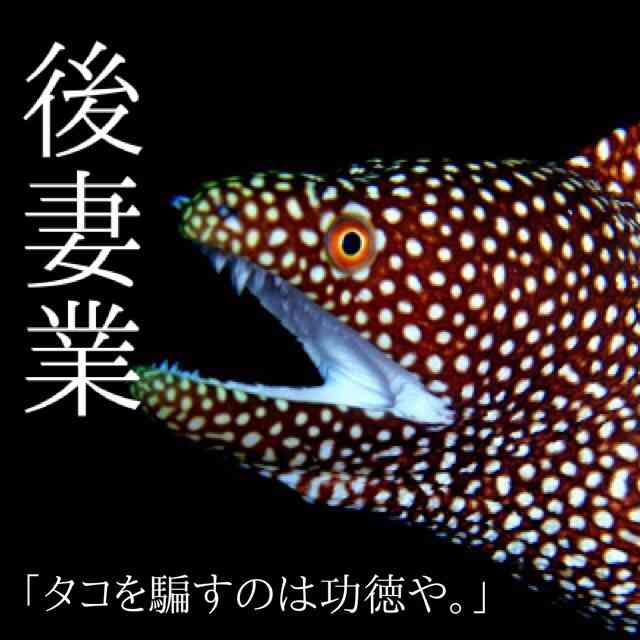 やしきたかじんさんの冠番組で「後妻業」を特集…出演者が加藤茶の名前を口にする場面も