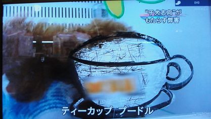 しがわん♡しがにゃん:ＮＨＫ「追跡ＡｔｏＺ」より　ティーカッププードルの悲劇