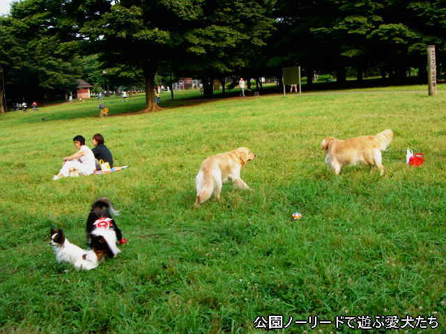 犬のノーリード（若しくは伸縮性のあるリード）、どう思いますか？